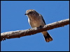 chestnrumpthornbill_88687
