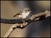 chestnrumpthornbill_89038