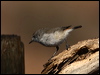 chestnrumpthornbill_89039