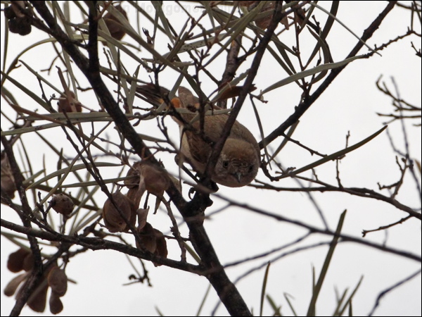 Chestnut-rumped Thornbill chestnrumpthornbill_82113.psd