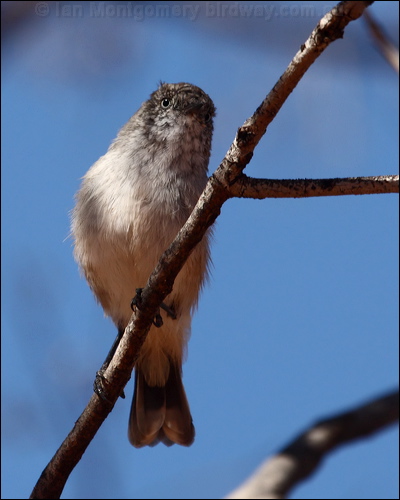 Chestnut-rumped Thornbill chestnrumpthornbill_88678.psd
