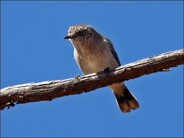 Chestnut-rumped Thornbill chestnrumpthornbill_88687.psd