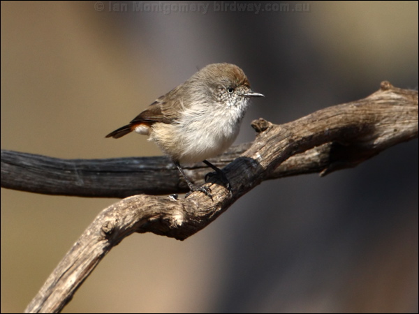 Chestnut-rumped Thornbill chestnrumpthornbill_89038.psd