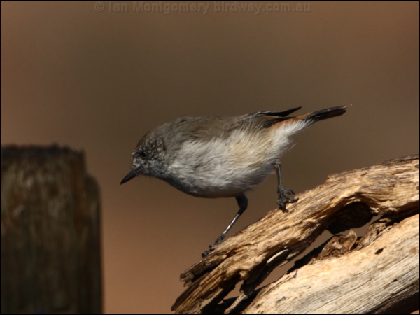 Chestnut-rumped Thornbill chestnrumpthornbill_89039.psd