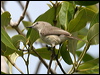 dusky_gerygone_09356