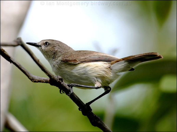 Dusky Gerygone dusky_gerygone_09338.psd
