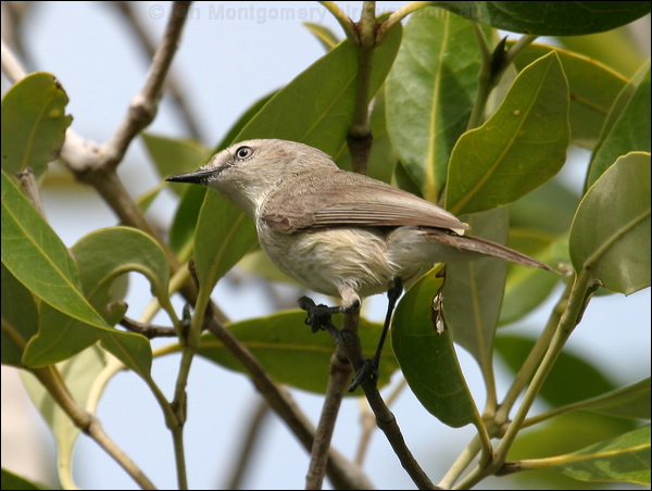 Dusky Gerygone dusky_gerygone_09356.psd
