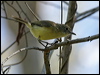 fairy_gerygone_07917