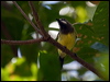 fairy_gerygone_104945