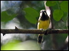 fairy_gerygone_104959