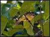 fairy_gerygone_121633