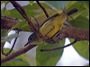 fairy_gerygone_158178