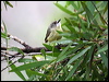 fairy_gerygone_46362