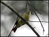 fairy_gerygone_46364