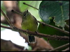 fairy_gerygone_65348