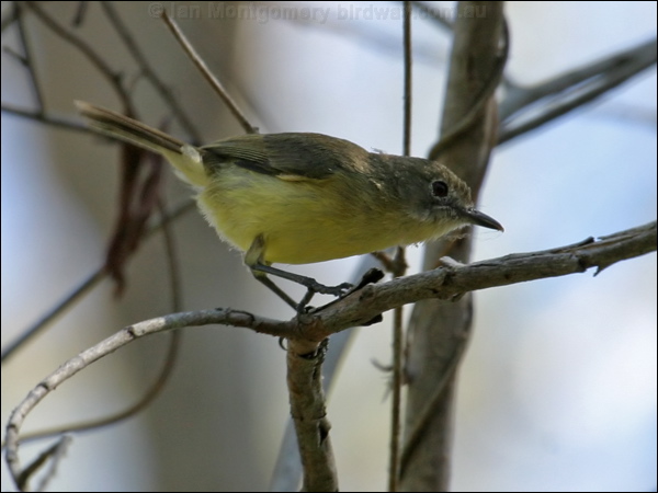 Fairy Gerygone fairy_gerygone_07917.psd