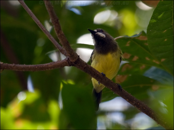 Fairy Gerygone fairy_gerygone_104945.psd