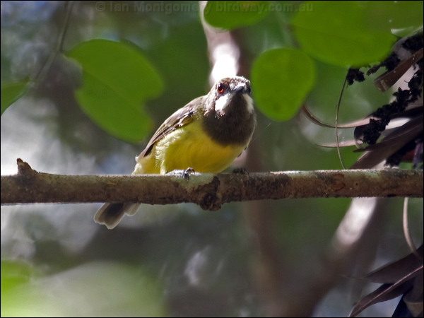 Fairy Gerygone fairy_gerygone_104949.psd