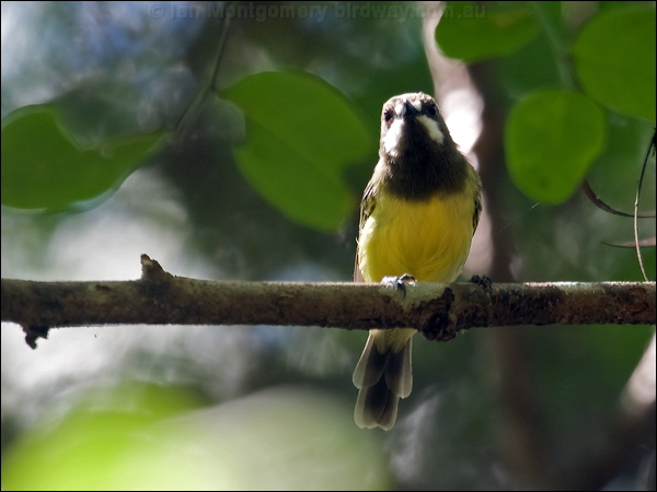Fairy Gerygone fairy_gerygone_104959.psd