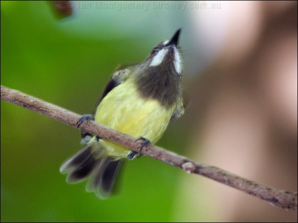 Fairy Gerygone fairy_gerygone_120753.psd
