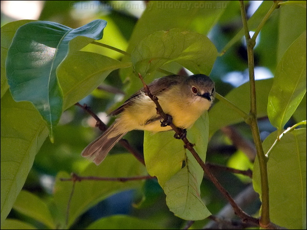 Fairy Gerygone fairy_gerygone_121633.psd
