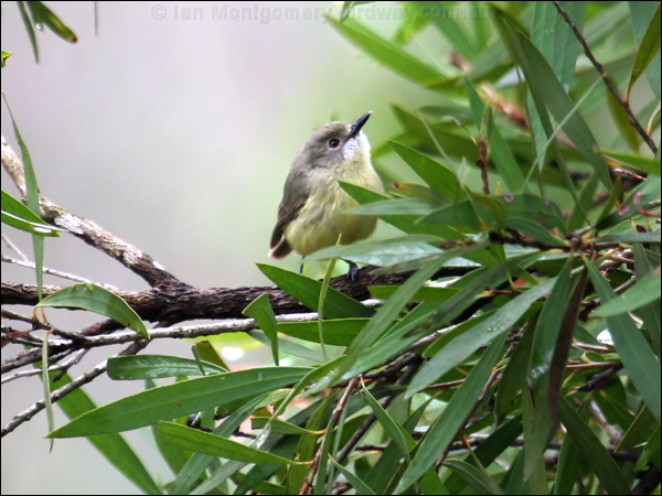 Fairy Gerygone fairy_gerygone_46362.psd