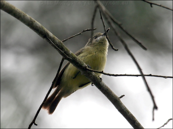 Fairy Gerygone fairy_gerygone_46364.psd