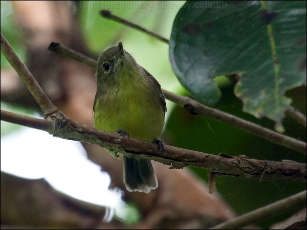 Fairy Gerygone fairy_gerygone_65348.psd