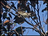 fan_tailed_gerygone_165602