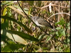 fan_tailed_gerygone_166598