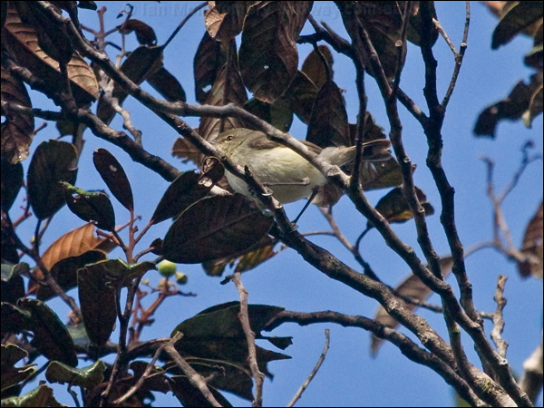 Fan-tailed Gerygone fan_tailed_gerygone_165602.psd