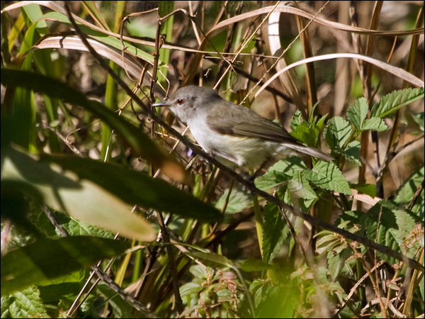 Fan-tailed Gerygone fan_tailed_gerygone_166596.psd