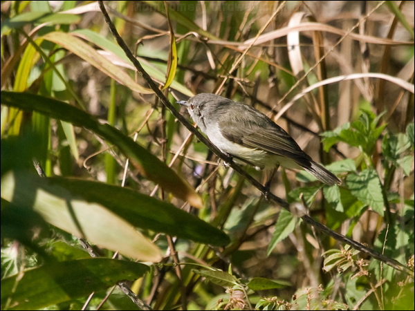 Fan-tailed Gerygone fan_tailed_gerygone_166598.psd