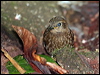 fernwren_62639
