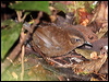 fernwren_62642