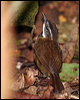 fernwren_62671