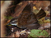fernwren_62673