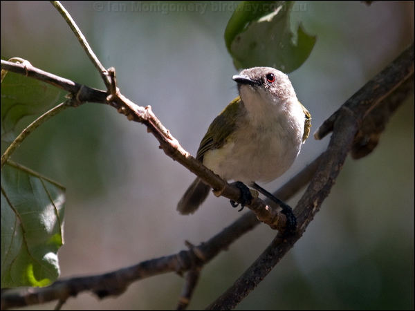 Green-backed Gerygone greenbacked_gerygone_91124.psd