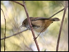 inland_thornbill_38514