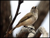 inland_thornbill_82133