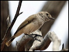 inland_thornbill_82137