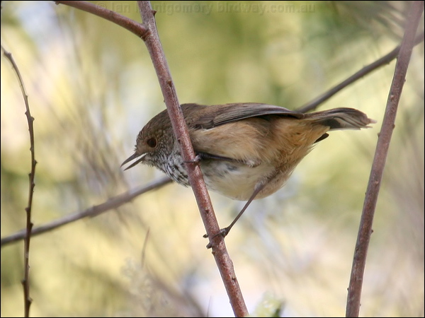 Inland Thornbill inland_thornbill_38514.psd