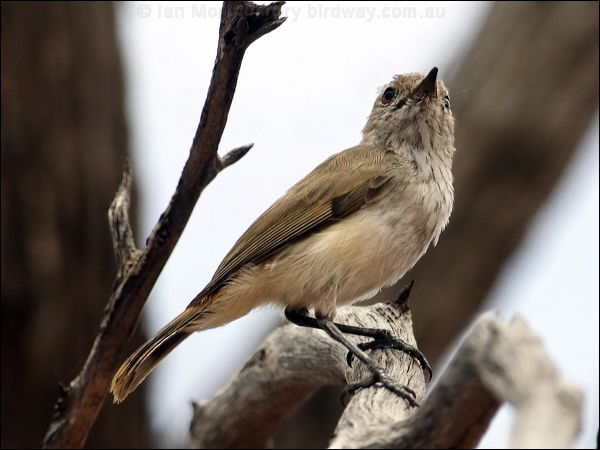 Inland Thornbill inland_thornbill_82133.psd
