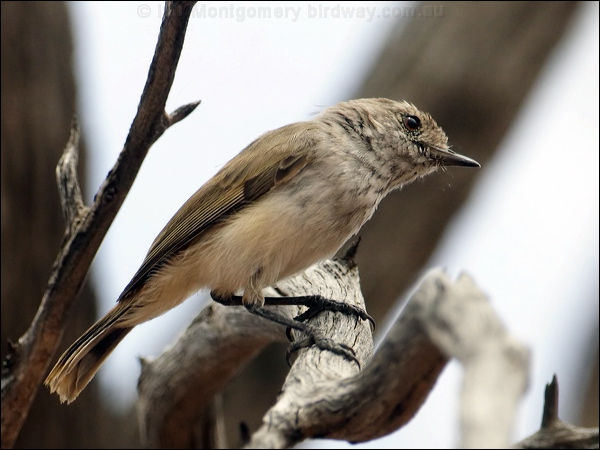 Inland Thornbill inland_thornbill_82137.psd