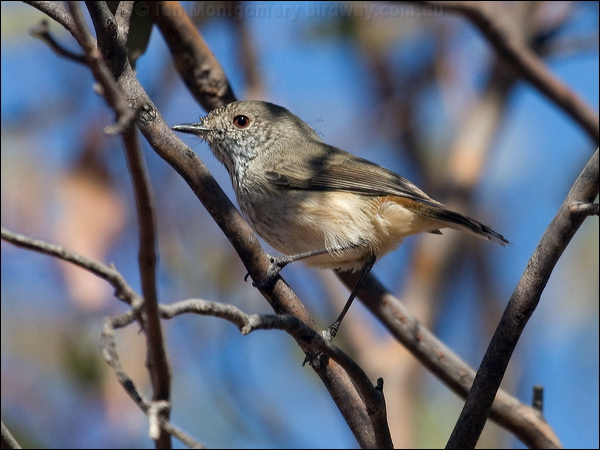 Inland Thornbill inland_thornbill_88402.psd