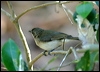 largebilled_gerygone_09104
