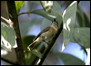 largebilled_gerygone_16078