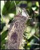 largebilled_gerygone_80525