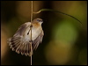 Click here to enter gallery and see photos/pictures/images of  Large-billed Gerygone