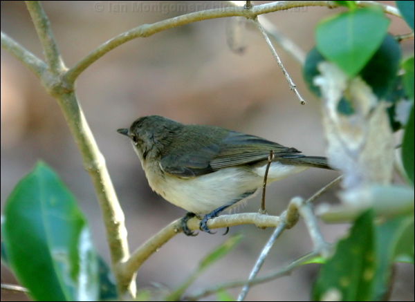 Large-billed Gerygone largebilled_gerygone_09104.psd